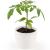Pot blanc Tomates Cerise bio 8 cm