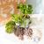 Kit terrarium DIY 3 plantes Mini coffea Fougere et Fittonia Vert