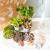 Kit terrarium DIY 3 plantes Coffea, Fougere et Fittonia Rouge