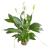 Plante d'interieur : Spathiphyllum fleur de lune sans cache-pot