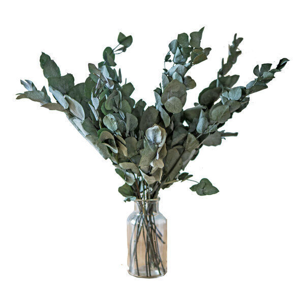Réconciliation Végétale - Botte de fleurs sechees : Eucalyptus cinerea stabilise