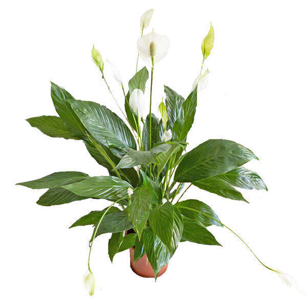 Réconciliation Végétale - Plante d'interieur : Spathiphyllum fleur de lune sans cache-pot