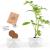 Pot origami grand modèle tomate cerise bio à semer