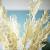 Botte de fleurs séchées : Ruscus blanc (env.10tiges)