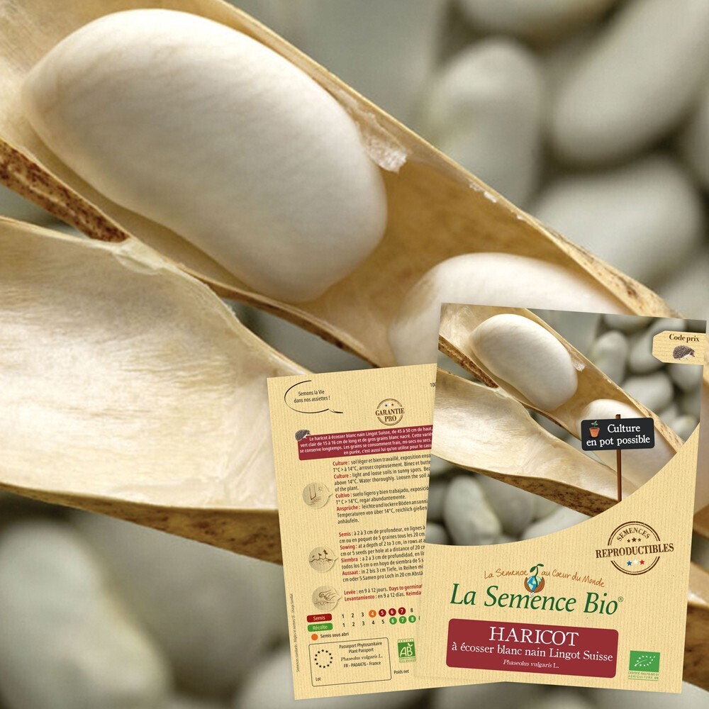 La Semence Bio - HARICOT à écosser blanc nain Lingot Suisse Bio