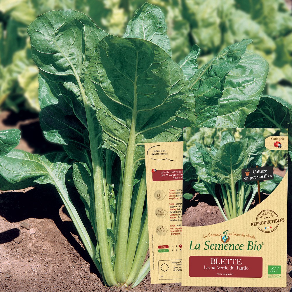 La Semence Bio - BLETTE Liscia Verde da Taglio Bio La Semence Bio - BLETTE Liscia Verde da Taglio Bio