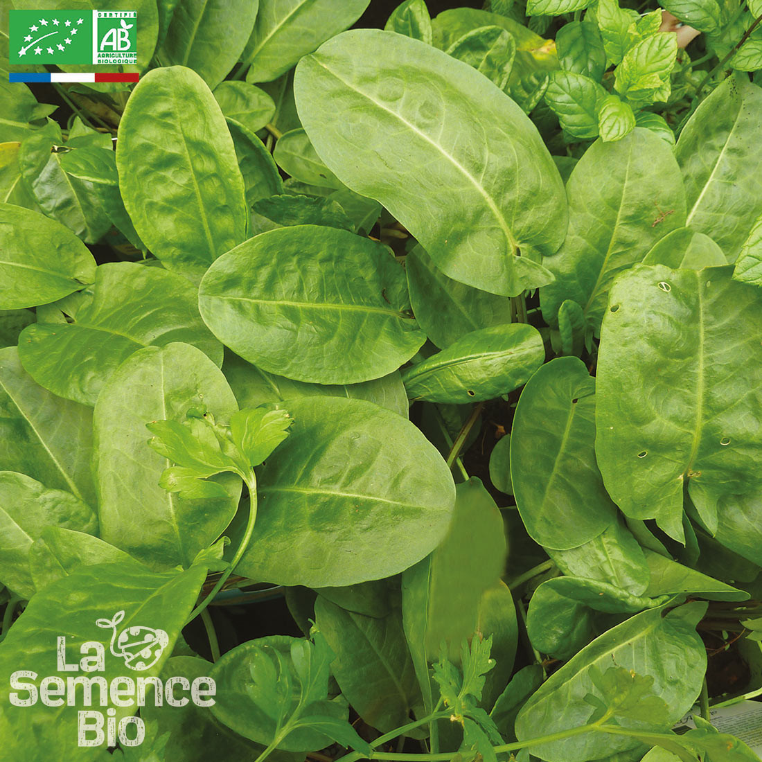 OSEILLE commune Bio La Semence Bio | Greenweez