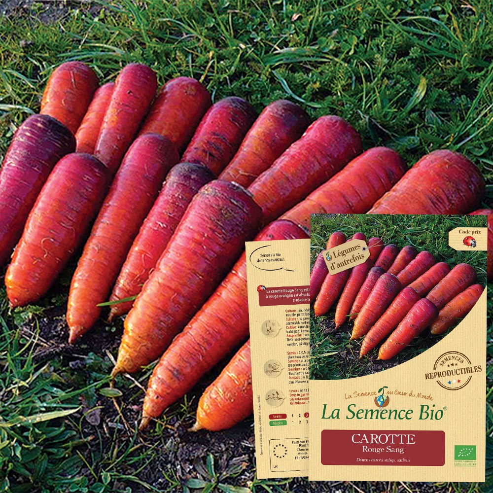 La Semence Bio - CAROTTE Rouge Sang Bio La Semence Bio - CAROTTE Rouge Sang Bio