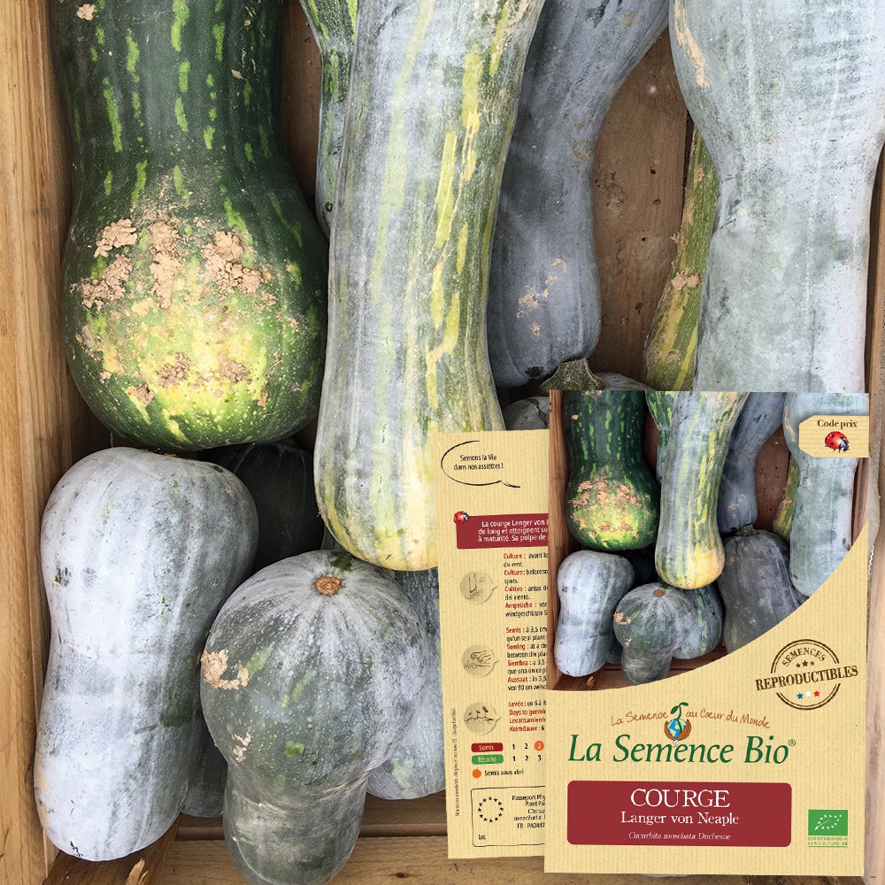 La Semence Bio - COURGE Langer von Neaple Bio La Semence Bio - COURGE Langer von Neaple Bio
