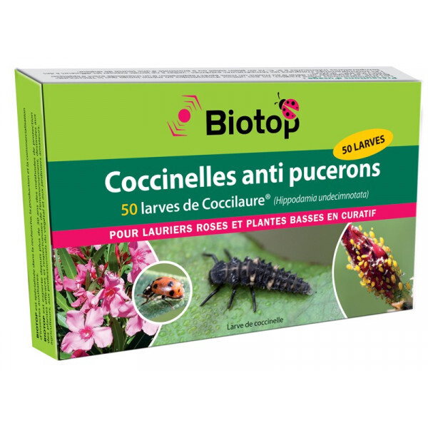 Biotop - 50 larves coccinelles coccilaure anti puceron