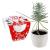 Kit de plantation sapin de Noël avec pot en céramique