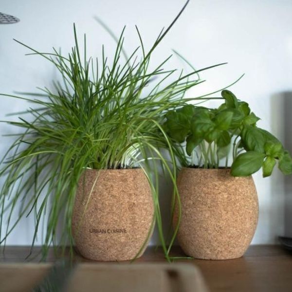 Urban Cuisine - Duo d'herbes aromatiques Bio en Pot (à composer)