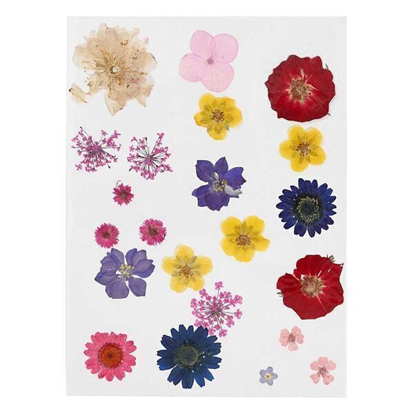 Creotime - 20 Fleurs séchées et pressées - Multicolore