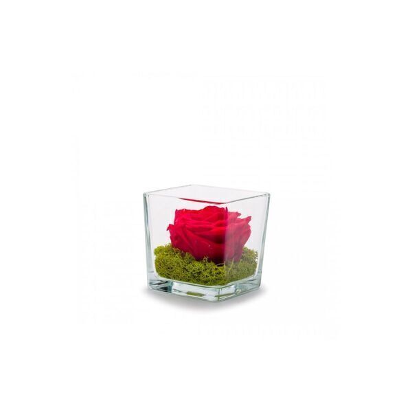 Naturalys - Verrine Genova 10 cm rose stabilisée