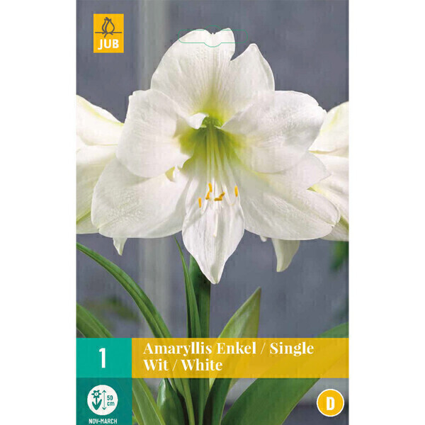 Jub - 1 Amaryllis blanche