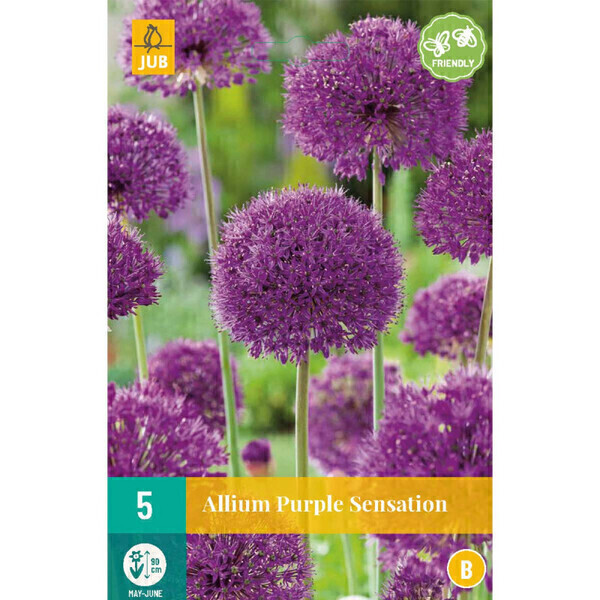 Jub - 5 Alliums Purple Sensation