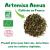 Pack de 3 - Artemisia annua Bio - 70g