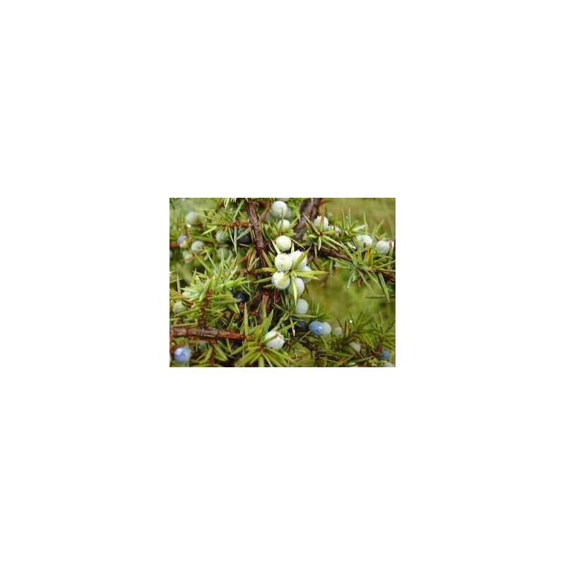 France Herboristerie - Genévrier Juniperus communis 15 ml chémotypé 100% pure.